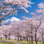 It Isn’t Just About the ‘Gram: Here are some things you can do while chasing Cherry Blossoms